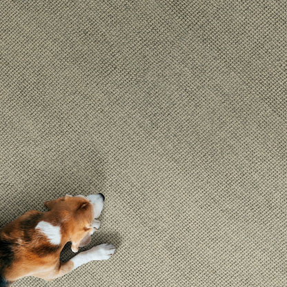 Broadloom - Ocoee Area Rug